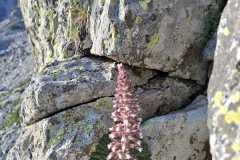 sassifraga florulenta