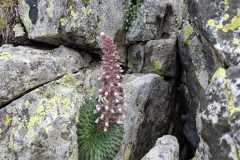 sassifraga florulenta