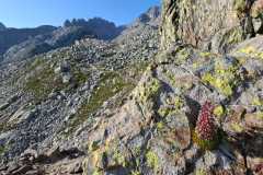 sassifraga florulenta